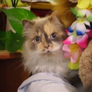 Meet your Posher, Becky